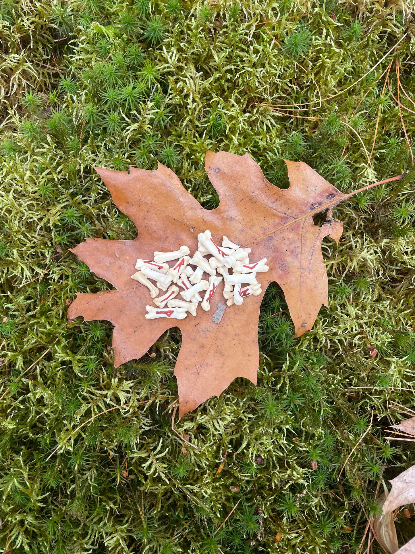 Elder Futhark Bobcat Bone Runes